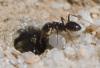Tapinoma sp.